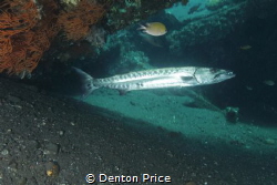 Barry the barra under the rudder USAT Liberty by Denton Price 